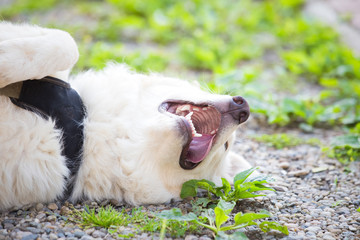 Training a white adopted dog
