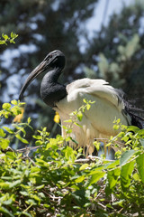 Ibis sagrado africano