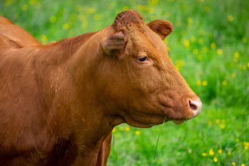 Cow on meadow