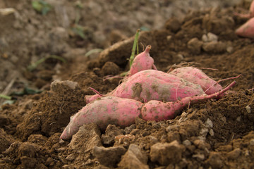 Harvest sweet potato at organic farm
