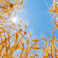 Shining sun and  yellow ripe ears, close up bottom view. Bright sun rays on the blue sky through...