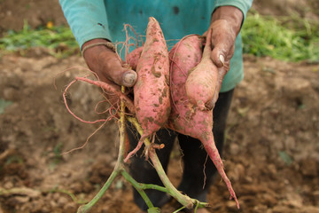Harvest sweet potato at organic farm