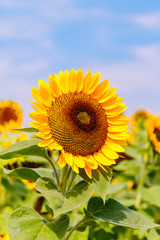 Obraz premium Yellow sunflowers in the agricultural sunflower field