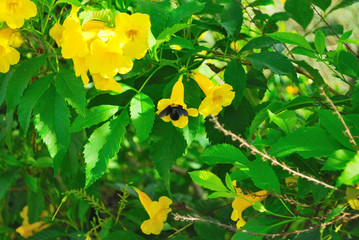 Obraz na płótnie Canvas Yellow flowers and Carpenter bees