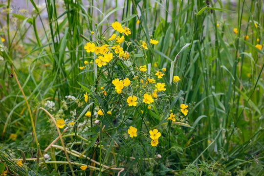 Yellow flowers in the grass -  Ranunculus flammula, the lesser spearwort 