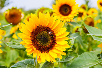 Fototapeta premium Yellow sunflowers in the agricultural sunflower field