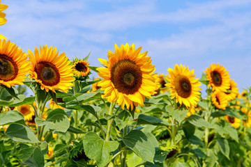Yellow sunflowers in the agricultural sunflower field