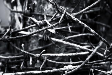 Background with an old rusty barbed wire reeled up on the wooden post. Black and white photo