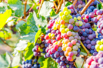 Multicolor grape in German vineyard, close up. New vintage wine background concept. Blue Wine grapes on vine. Dark-skinned grape for red wine,  German Wine Road, Rhineland Palatinate, Germany