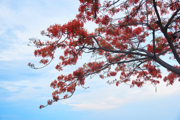 Branches of peacock flowers on blue sky background