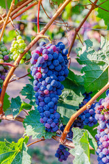 Multicolor grape in German vineyard, close up. New vintage wine background concept. Blue Wine grapes on vine. Dark-skinned grape for red wine,  German Wine Road, Rhineland Palatinate, Germany