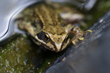 Closeup photo of the eyes and head of a green frog holding on to its paws
