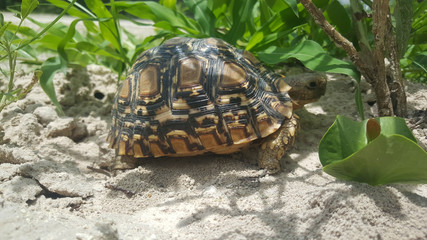 Leopard tortoise in Moremi Game Reserve
