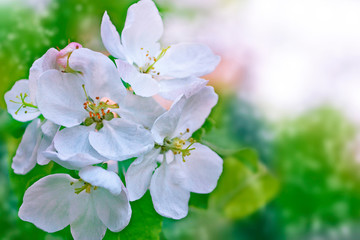 Obraz na płótnie Canvas Blossoming branch cherry