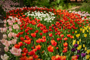 Multi colored field with red, yellow, dark violet and white tulips from Tulip Festival. Picture...