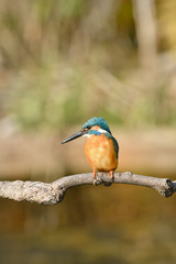 止まり木のカワセミ