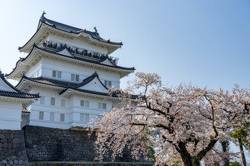 Naklejka premium 小田原城と満開の桜 撮影日2019/4/6