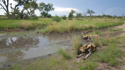African wild dogs sleeping