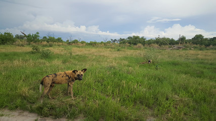 African wild dog looking towards the camera