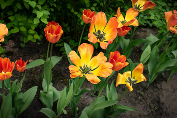 Close-up photography of the multi colored orange, red and yellow tulips from Tulip Festival. Picture very useful for web design and as a computer wallpaper.