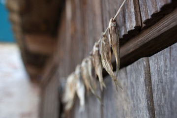 Drying stockfish hanging on wooden rack