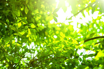Fototapeta na wymiar earth day and freshness environment conversation concept with sunshine on beauty green leaves in springtime and summer season with soft focus and bokeh background
