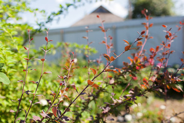 Berberis ottawensis or berberis thunbergii atropurpurea superba deep red purple foliage.Selective focus