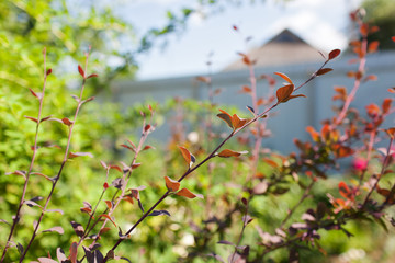 Berberis ottawensis or berberis thunbergii atropurpurea superba deep red purple foliage.Selective focus