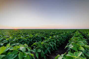 Agricultural soy plantation on twilight - obrazy, fototapety, plakaty