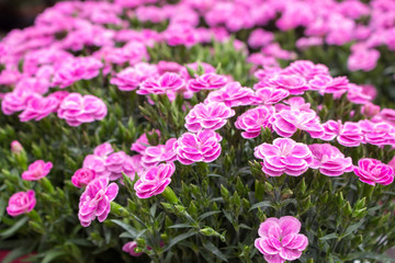 Bright purple carnation flowers with green leaves. Beautiful small carnations. Blooming flowers in garden. Pink carnations with blurred background. Summer nature close up. Blossom concept. 