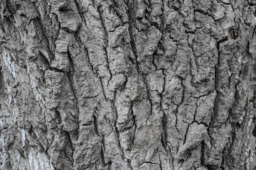 tree bark. background. close up. texture, pattern, wooden, closeup. Fragment of tree trunk with bark.