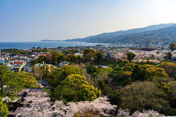 小田原城から眺める満開の桜と街並み　撮影日2019/4/6