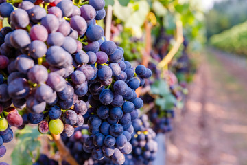  Blue Wine grapes on  vine. Dark skinned grapevine for red wine,  German Wine Road, Rhineland Palatinate, Germany