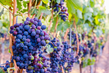  Blue Wine grapes on  vine. Dark skinned grapevine for red wine,  German Wine Road, Rhineland Palatinate, Germany