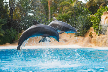 two jumping dolphins at animal park