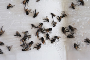 fly