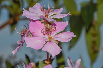 pink flowers in garden