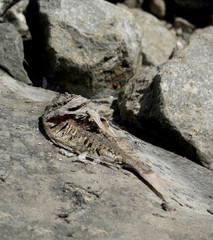 Toter Fisch Fischkopf Fischskelett am Strand
