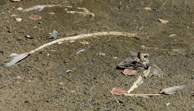 Toter Fisch Fischkopf Fischskelett am Strand