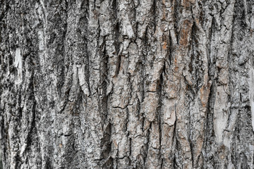 Obraz premium tree bark. background. close up. texture, pattern, wooden, closeup. Fragment of tree trunk with bark.
