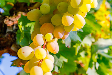 Yellow pink grapes. New vintage wine background concept,  close up. Pink grapevine in sunny light