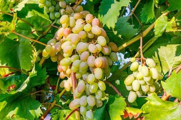 Yellow pink grapes. New vintage wine background concept,  close up. Pink grapevine in sunny light