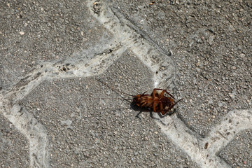 Schabe tot auf der Straße