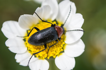 Insecto sobre una margarita