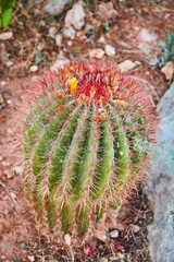 The spherical cactus © pil76