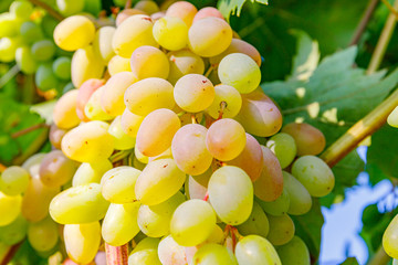 Yellow pink grapes. New vintage wine background concept,  close up. Pink grapevine in sunny light