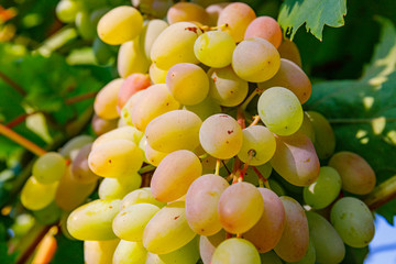 Yellow pink grapes. New vintage wine background concept,  close up. Pink grapevine in sunny light