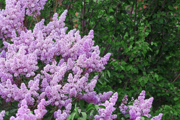 Obraz premium Beautiful purple lilac flowers blossom