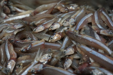 Photo of fresh anchovy in containers at a wet market