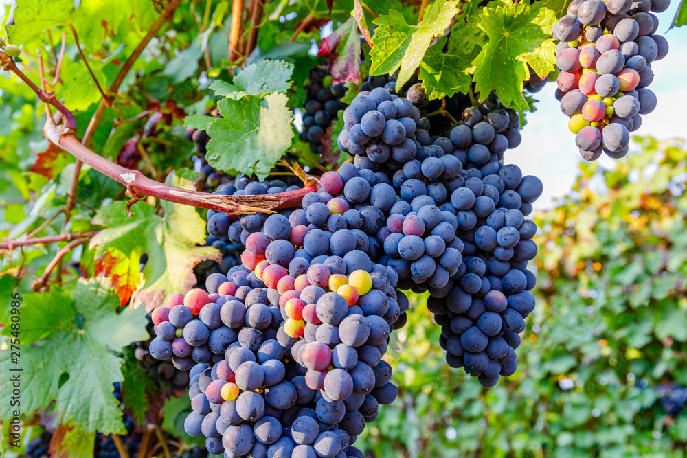 Sticker Dunkelfelder ( Farbtraube Froelich, Purpur ) dark-skinned variety of grape for German red wine,  Palatinate, Germany